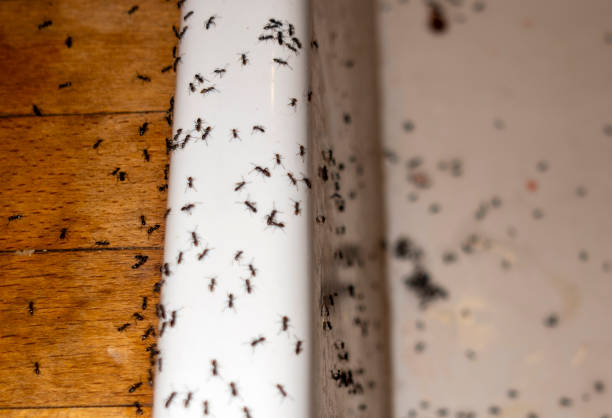 Best Pest Inspection Near Me  in Lake Holiday, VA