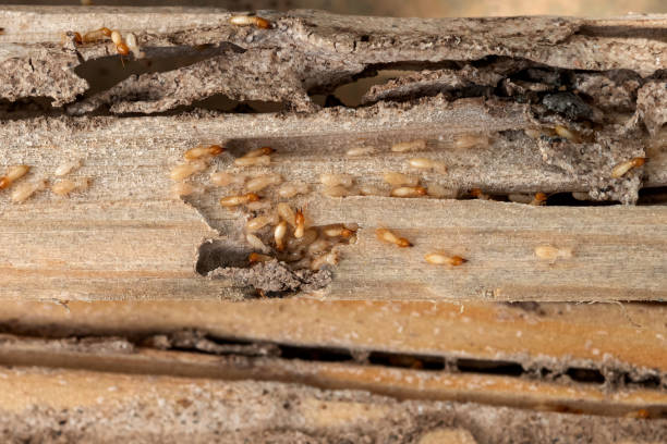 Best Insect Control  in Lake Holiday, VA
